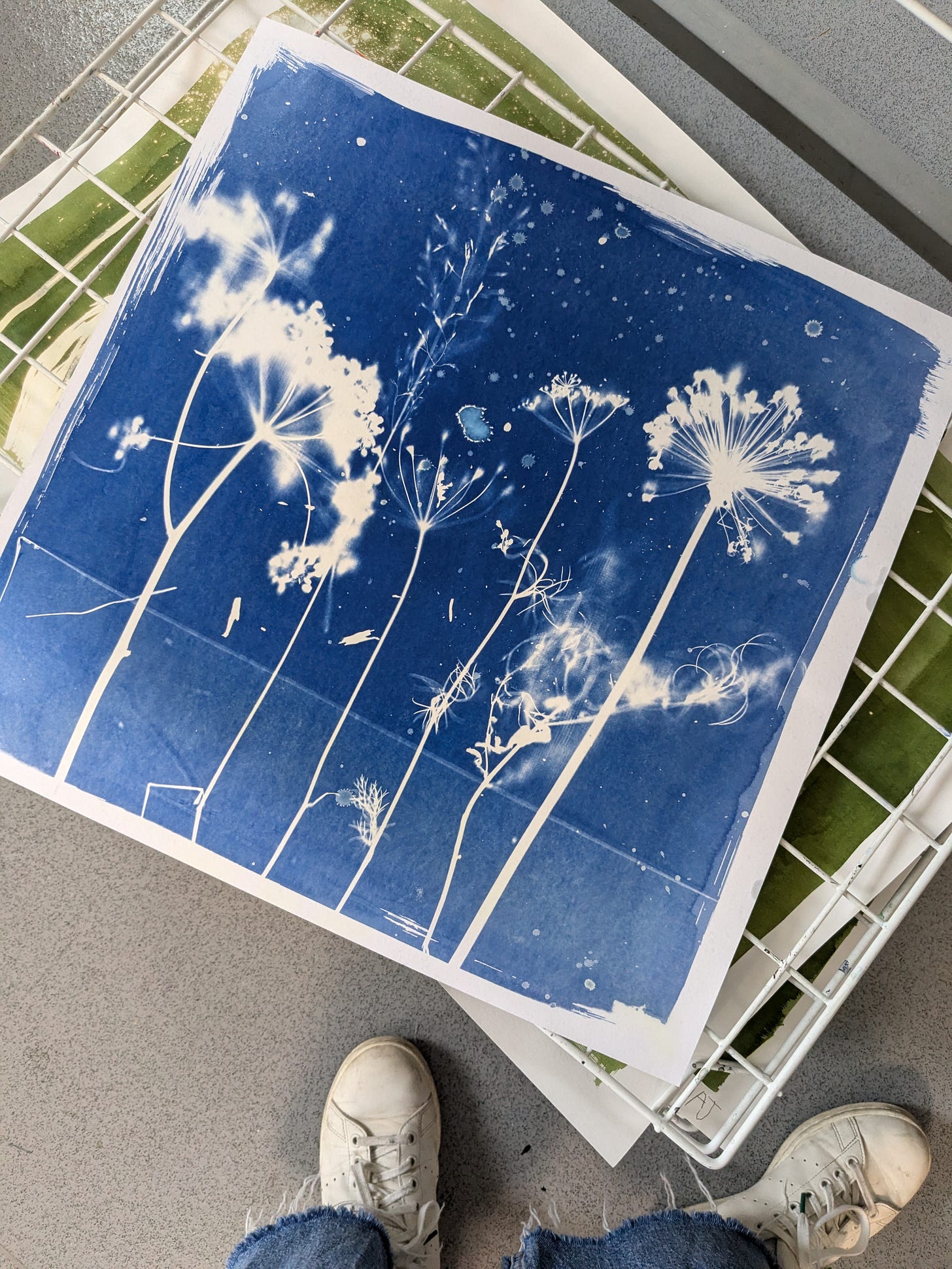 cyanotype print on drying rack