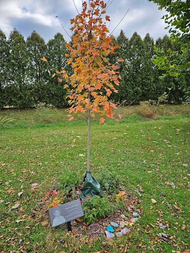 Adam’s Tree Is Burning Orange: How Nature Remembers