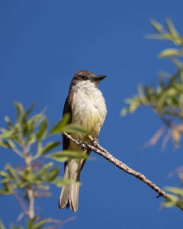 20250626-BoxCanyon-39-Edit.jpg 20250626-BoxCanyon-39-Edit.jpg