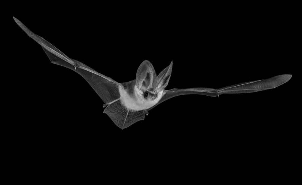 Saving Bats One LettsSafari Park at a Time