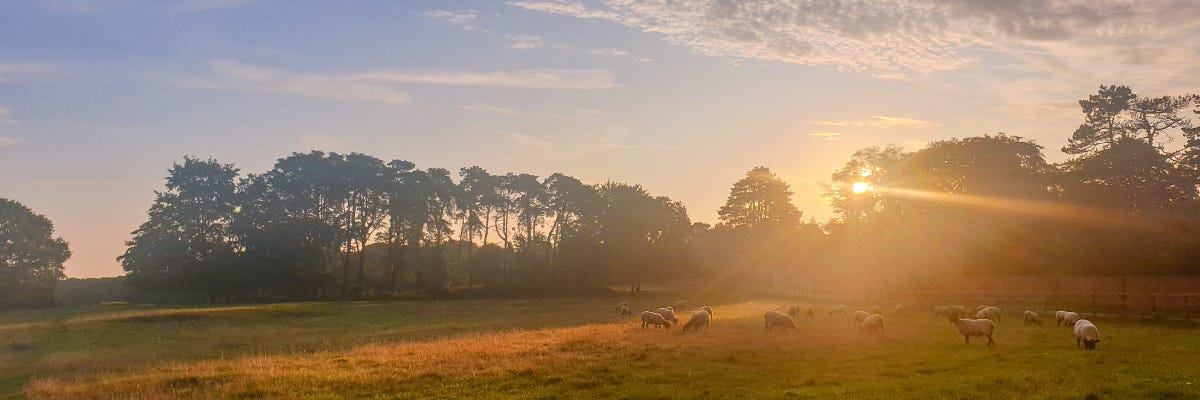 Sunset at Boars Hill, Oxford, lighting trees and sheep in a field in a warm glow