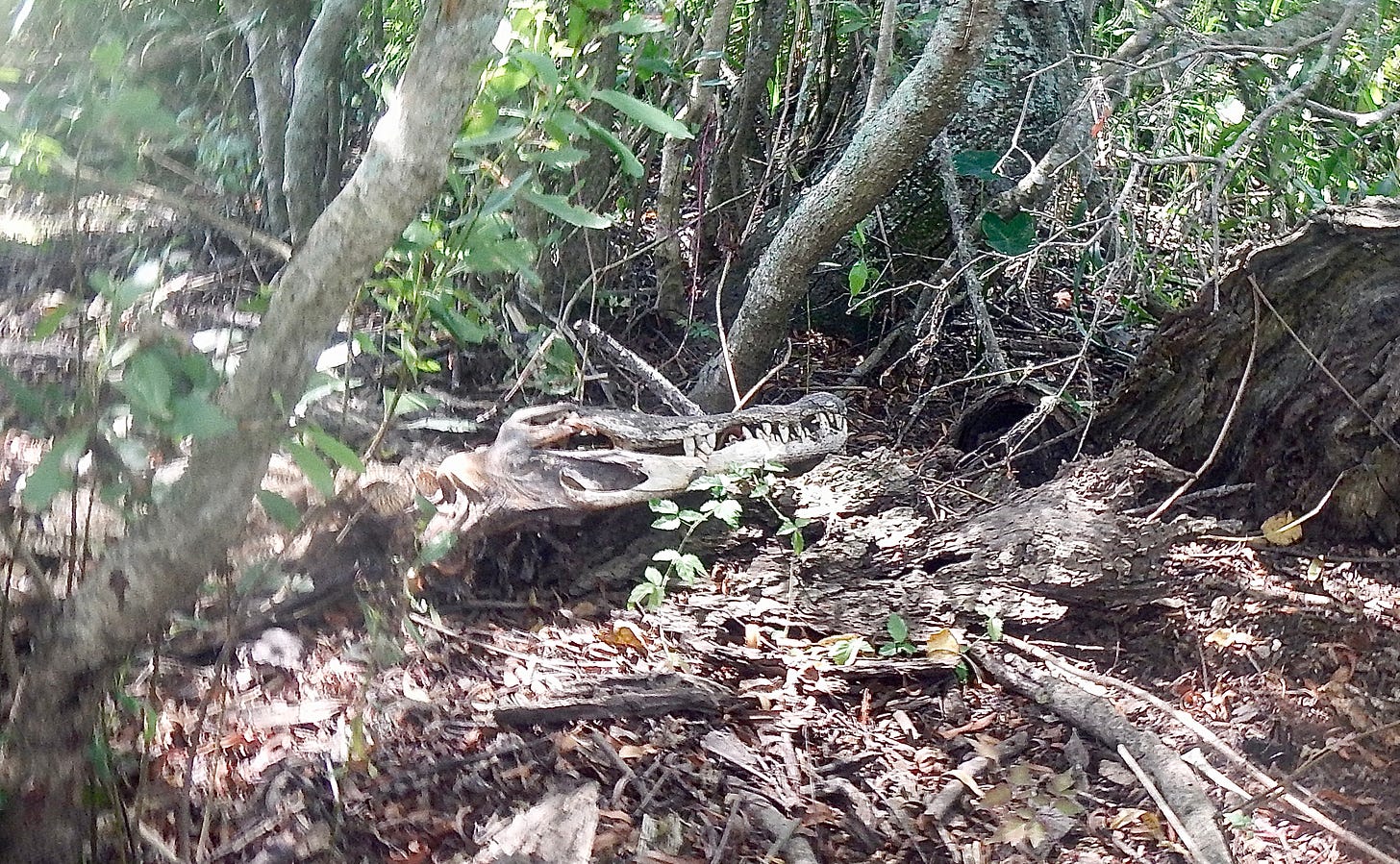 If it weren’t for Alli’s bathroom breaks, I would not have gotten out of the water at all in this section, but then I would never have seen the alligator skull either. 