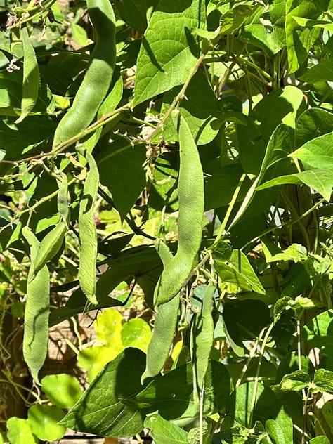 July Garden in bloom