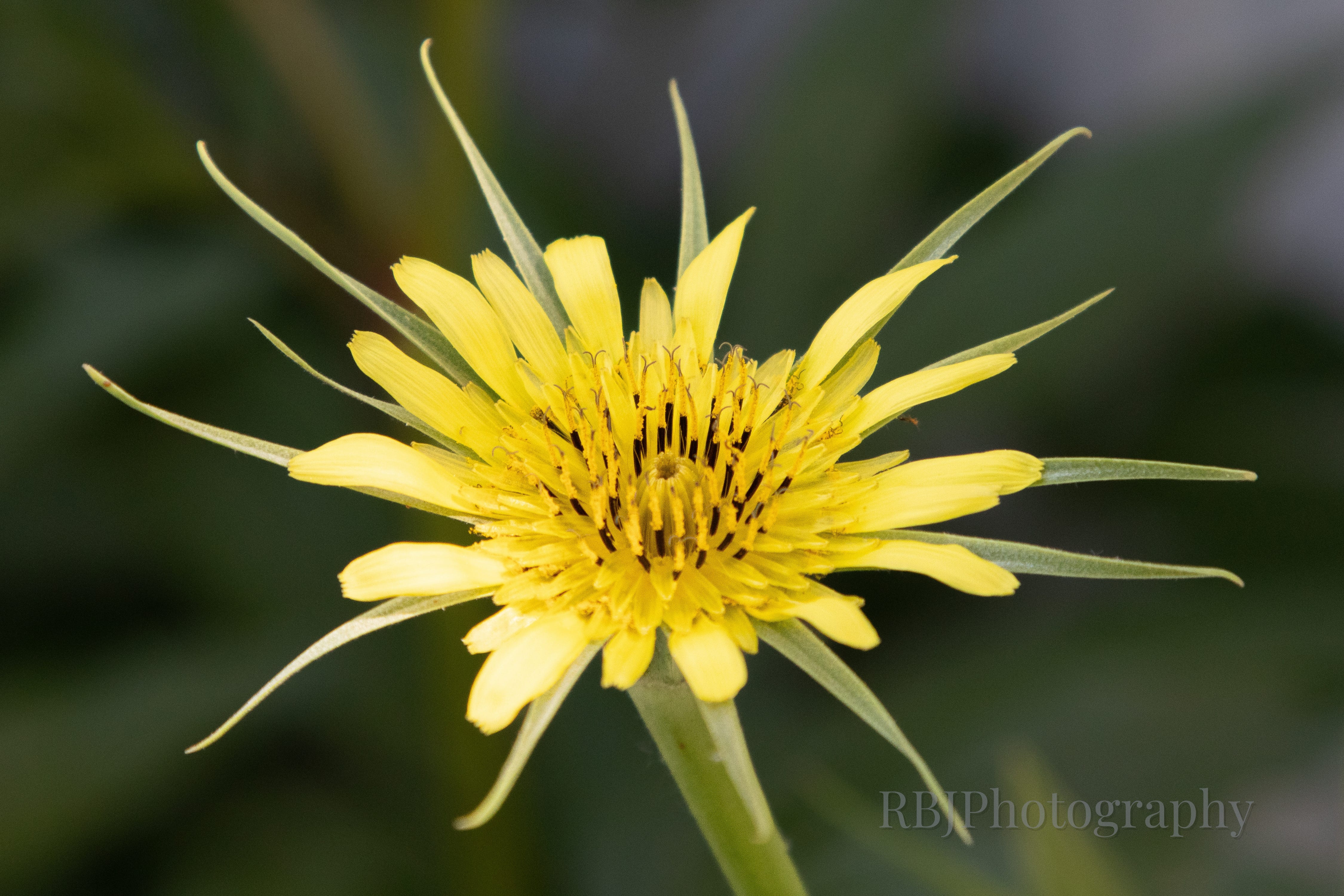 Early June Flowers - by Rachel Jeffrey, image size:4500x3000