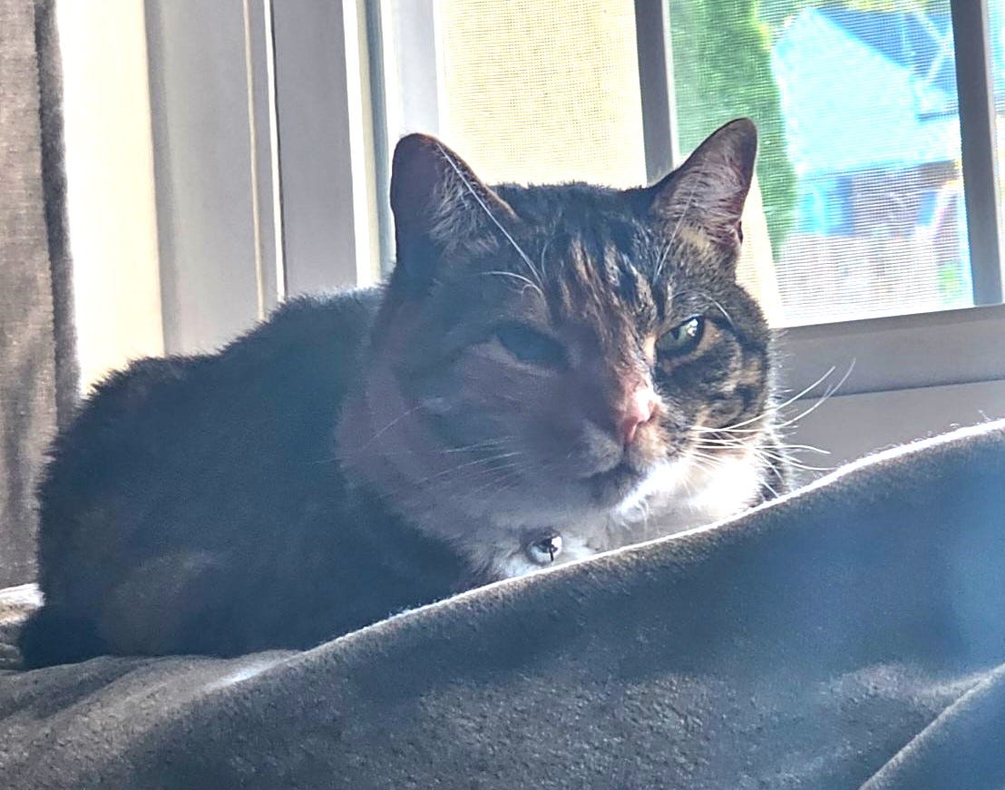 Cat looking bored