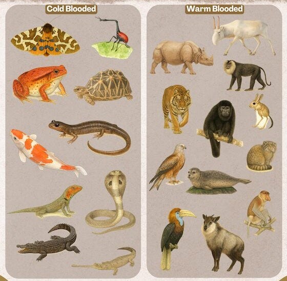 warm vs blooded cold blooded animals