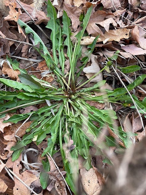 1 Dandelion left, 2 chicory middle, and 3 wild lettuce, right.