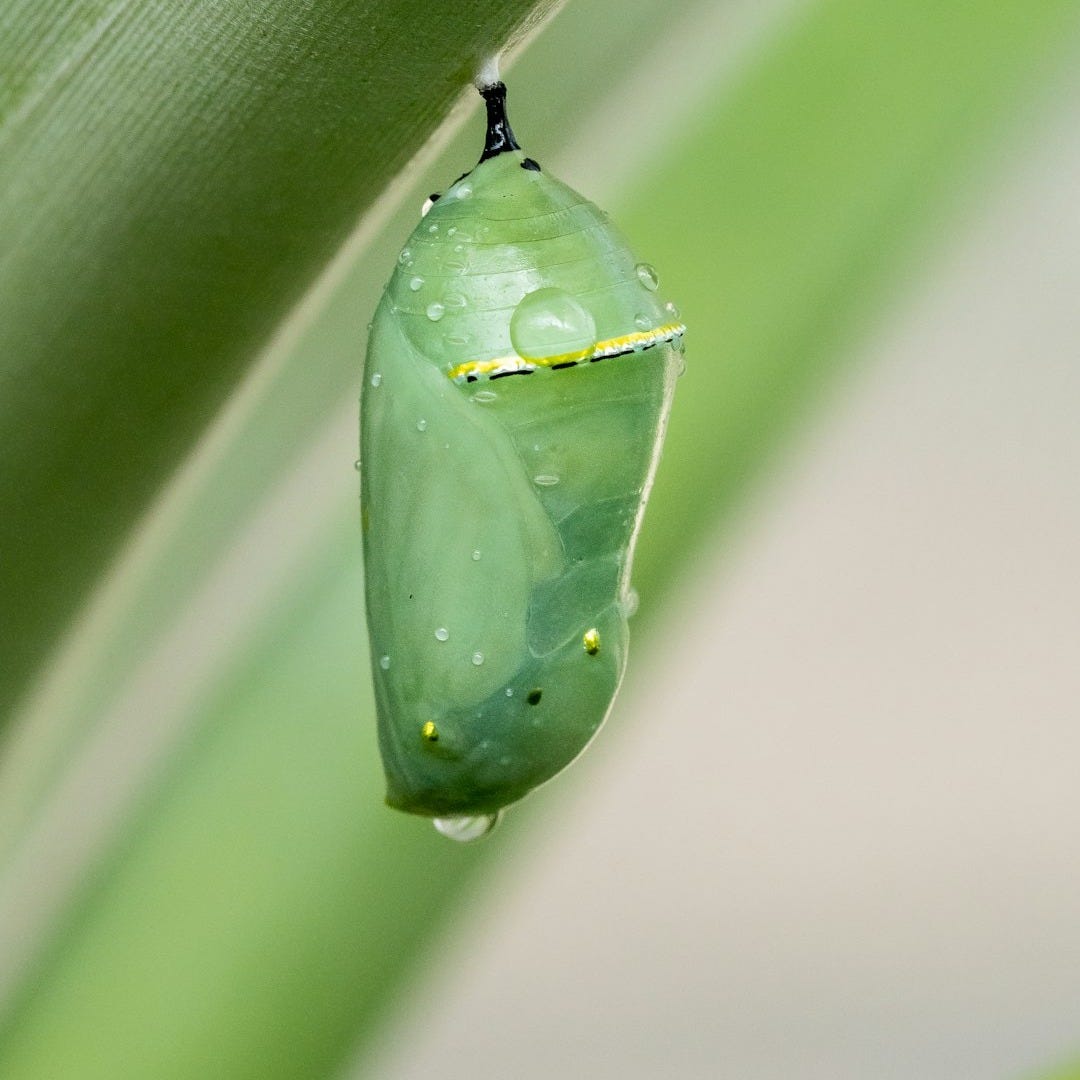a green leaf with a drop of water on it