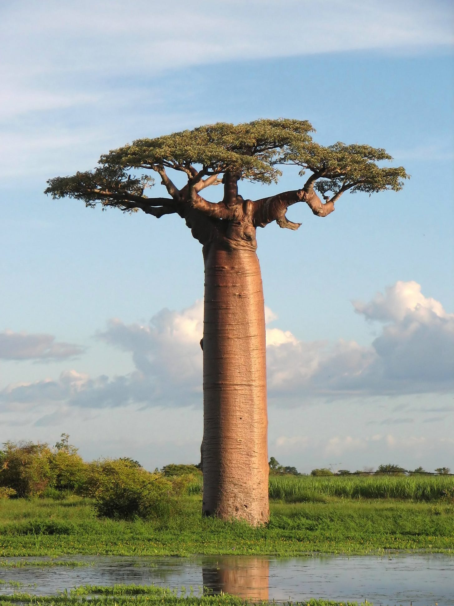 African Baobab Tree