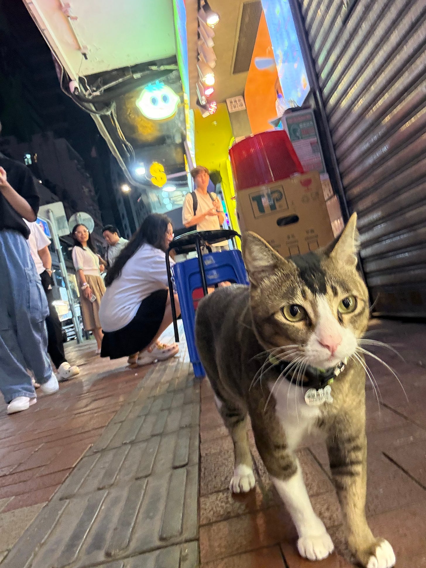 ドリアン屋さんの猫の写真 ドリアン屋さんの猫の写真