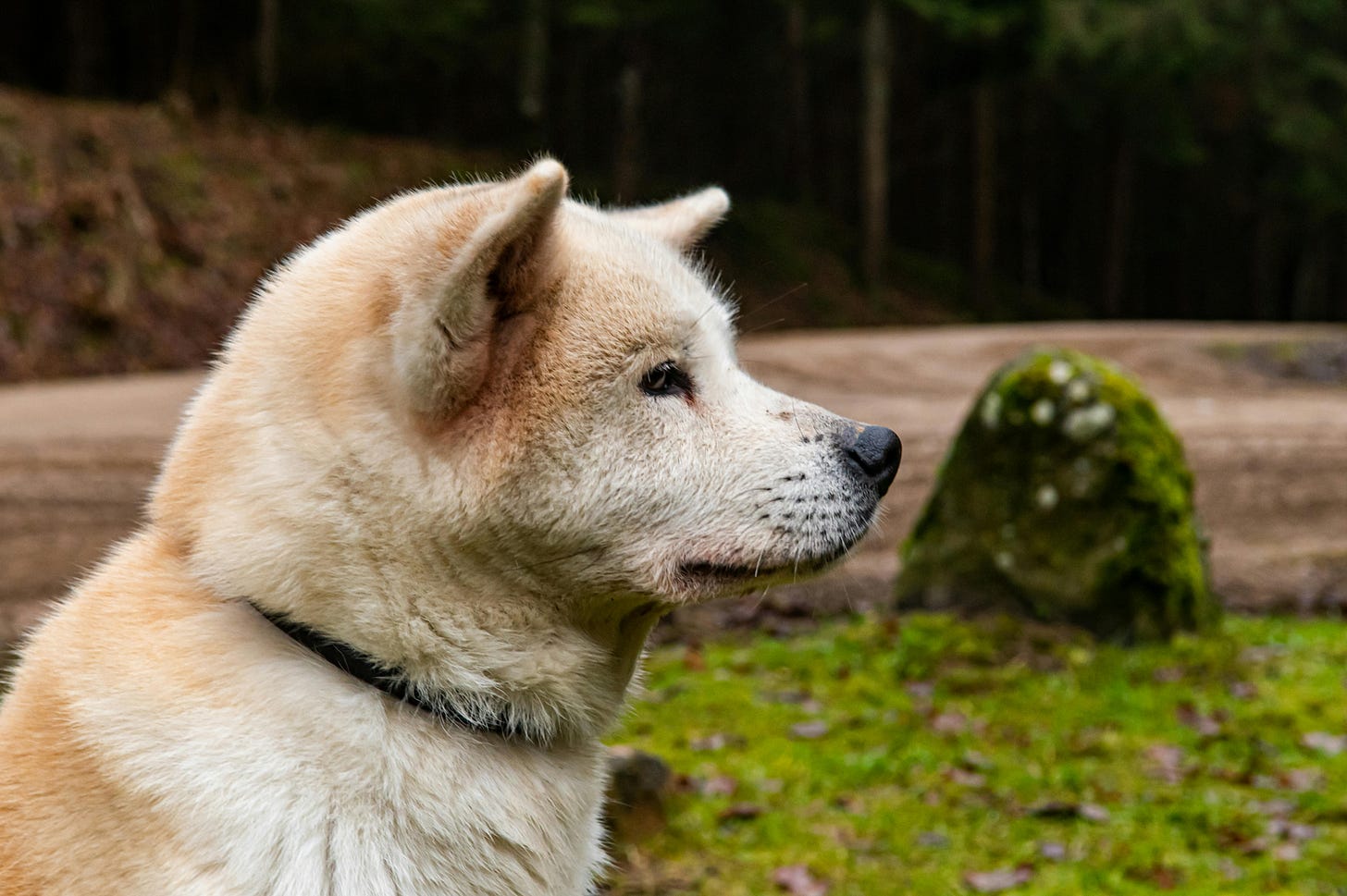 dog looking over