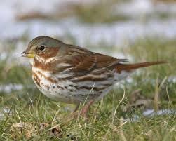 A bird standing in the grass

Description automatically generated