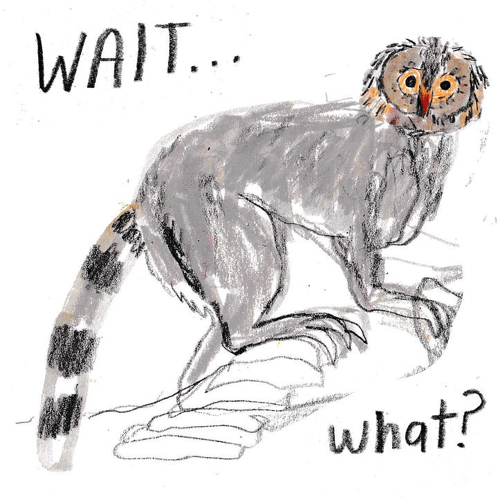 red panda, lemur and owls mixed up