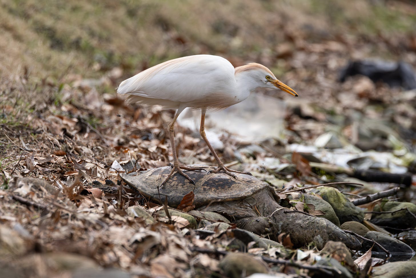 a cattle egret, whtie with orange tuft and chest feathers, standing on a dead snapping turtle