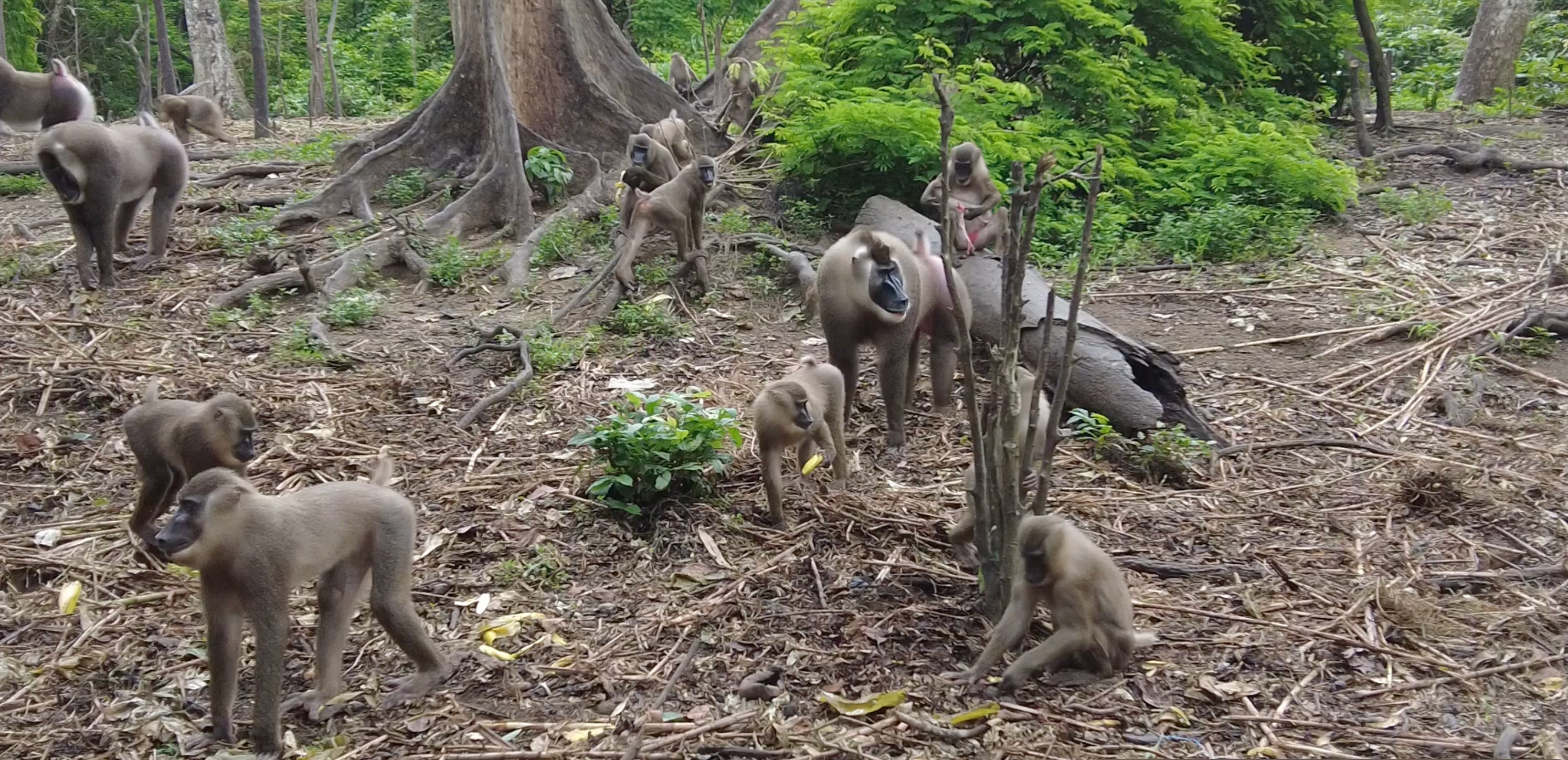 Meeting the Endangered Drill Monkeys in Afi Mountain, Nigeria