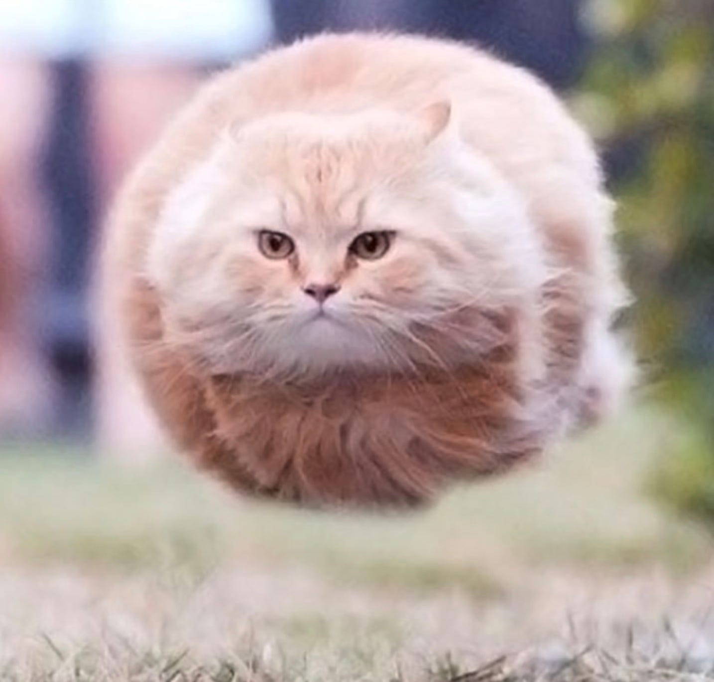 The Sonoma Sage’s Newsletter