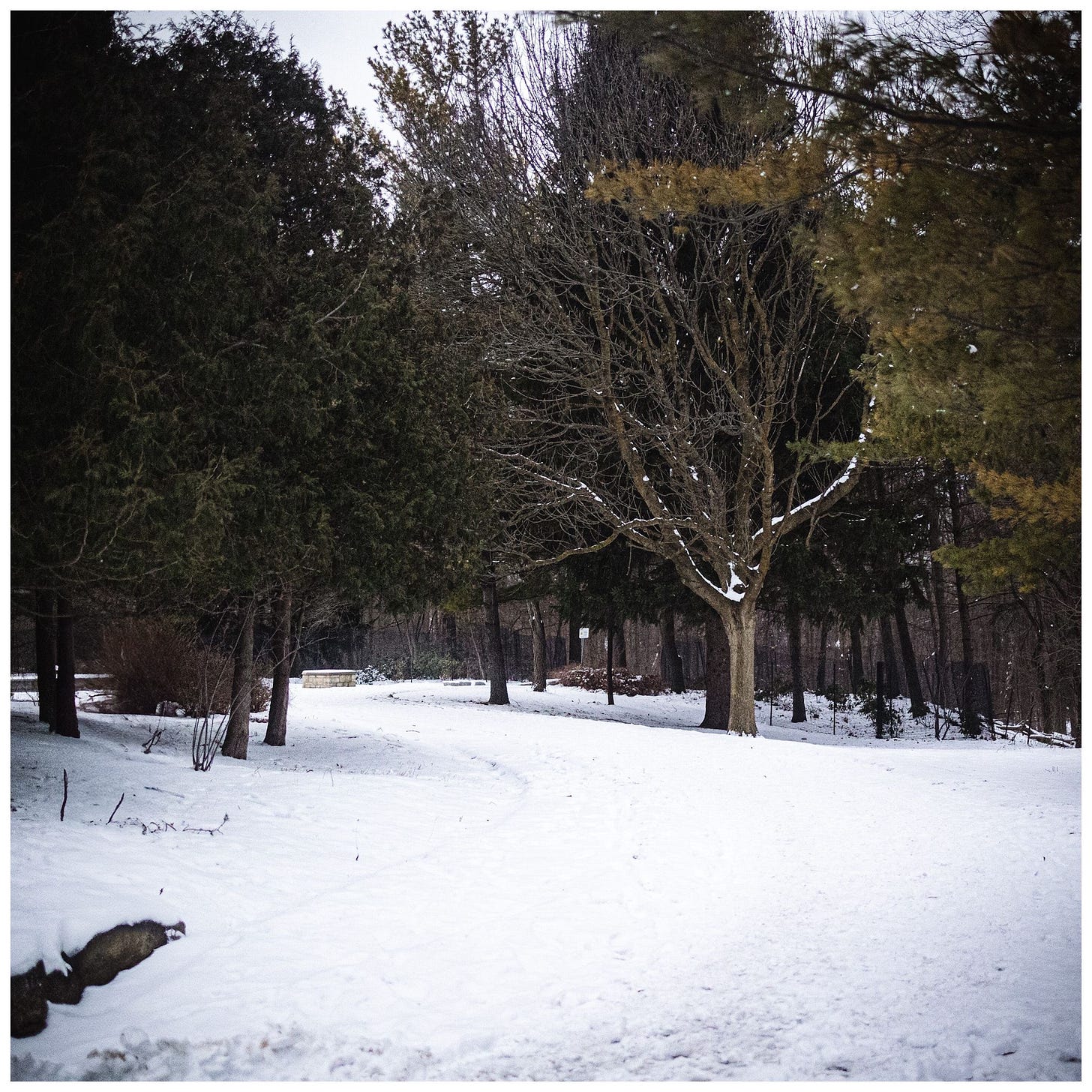 A serene winter landscape covered in snow, with rows of leafless trees on both sides of a path. The branches are dusted with snow, creating a stark, monochromatic scene that evokes the quiet beauty and stillness of winter.