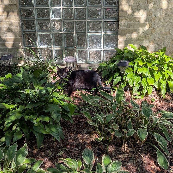 Two black cats/plants seen in different yards