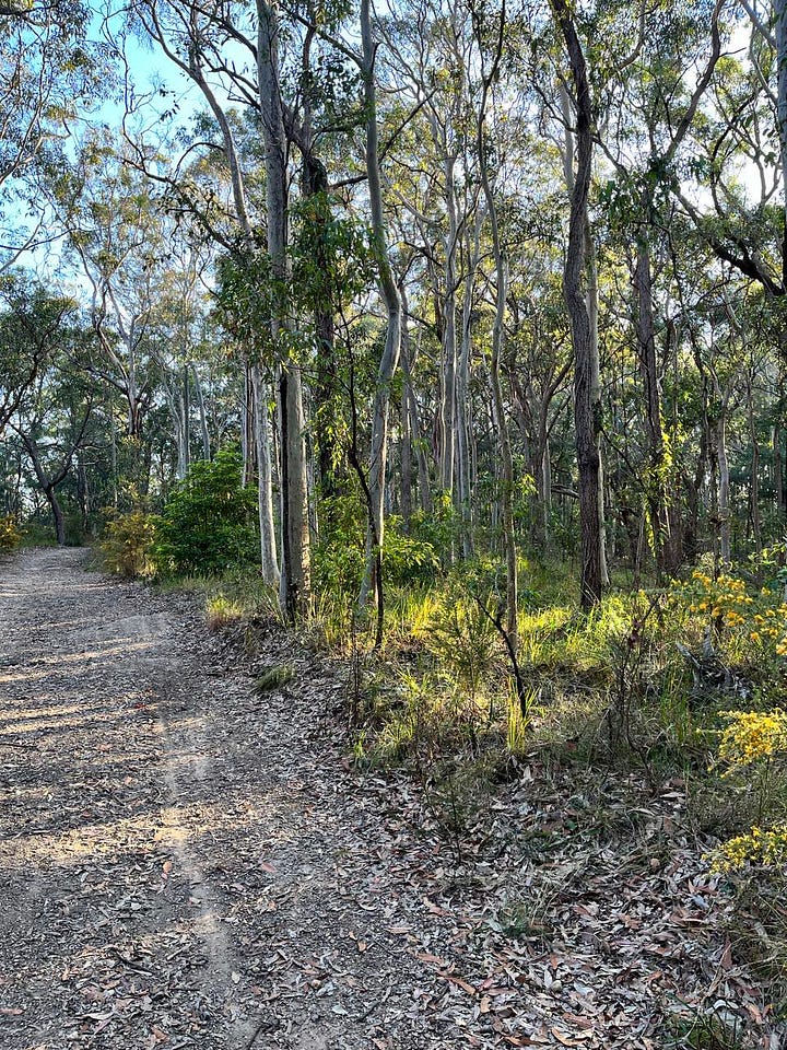 gum trees