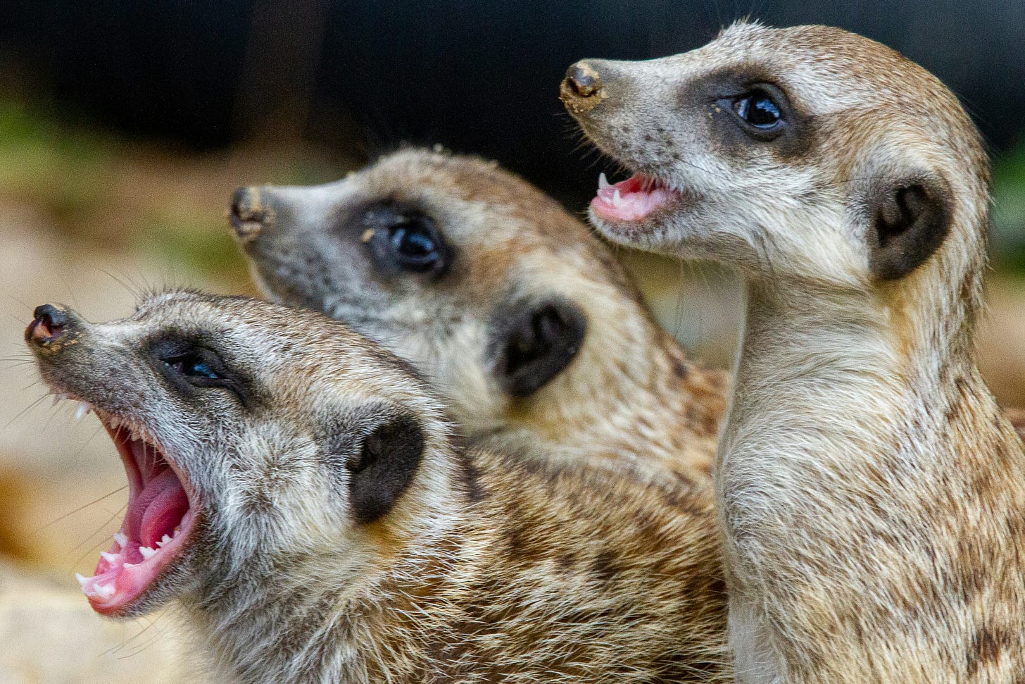 three meerkats with their mouths open