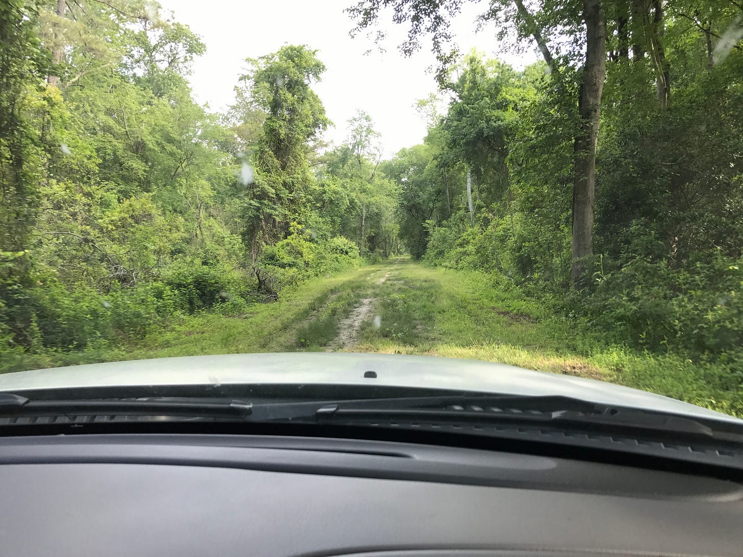 gravel road in dismal swamp state park
