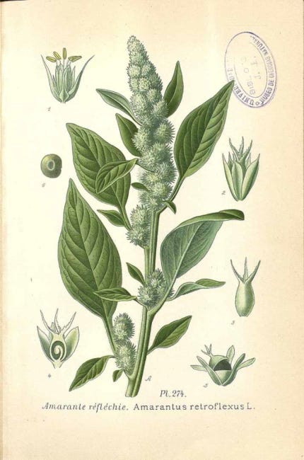 Une "amarante réfléchie", joliment illustrée façon XIXème siècle. C'est une plante verte avec une longue tige et deux feuilles partant vers le ciel, chacune de leur côté, à sa base. Une "amarante réfléchie", joliment illustrée façon XIXème siècle. C'est une plante verte avec une longue tige et deux feuilles partant vers le ciel, chacune de leur côté, à sa base.