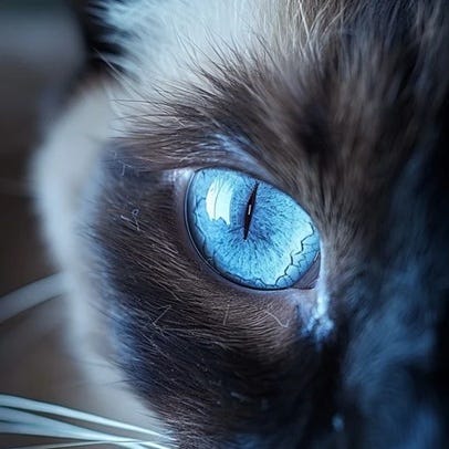 Feral Kat Mews