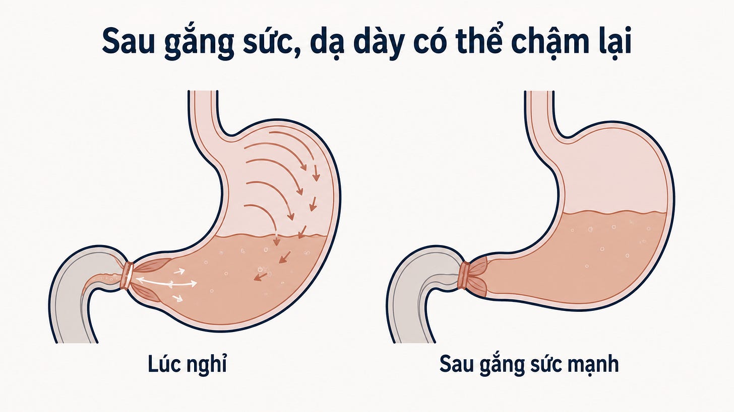 Sơ đồ so sánh dạ dày lúc nghỉ và sau gắng sức mạnh. Sau gắng sức, hang vị hẹp hơn, co bóp giảm và môn vị đóng lại, minh họa cơ chế dạ dày rỗng chậm hơn được ghi nhận trong nghiên cứu siêu âm ở người khỏe mạnh.