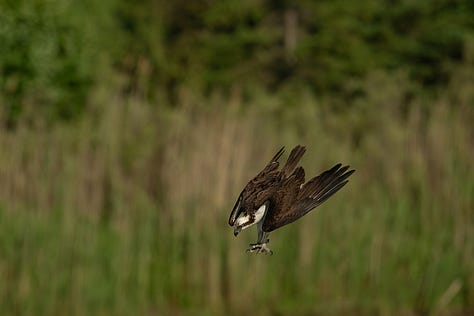 Fotos de Luciano Stabel, fotografia de Natureza no Canadá