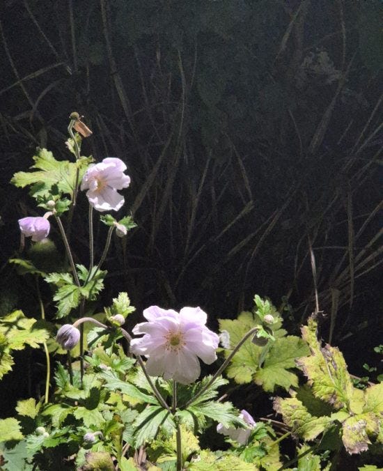 Japanese anemone at night