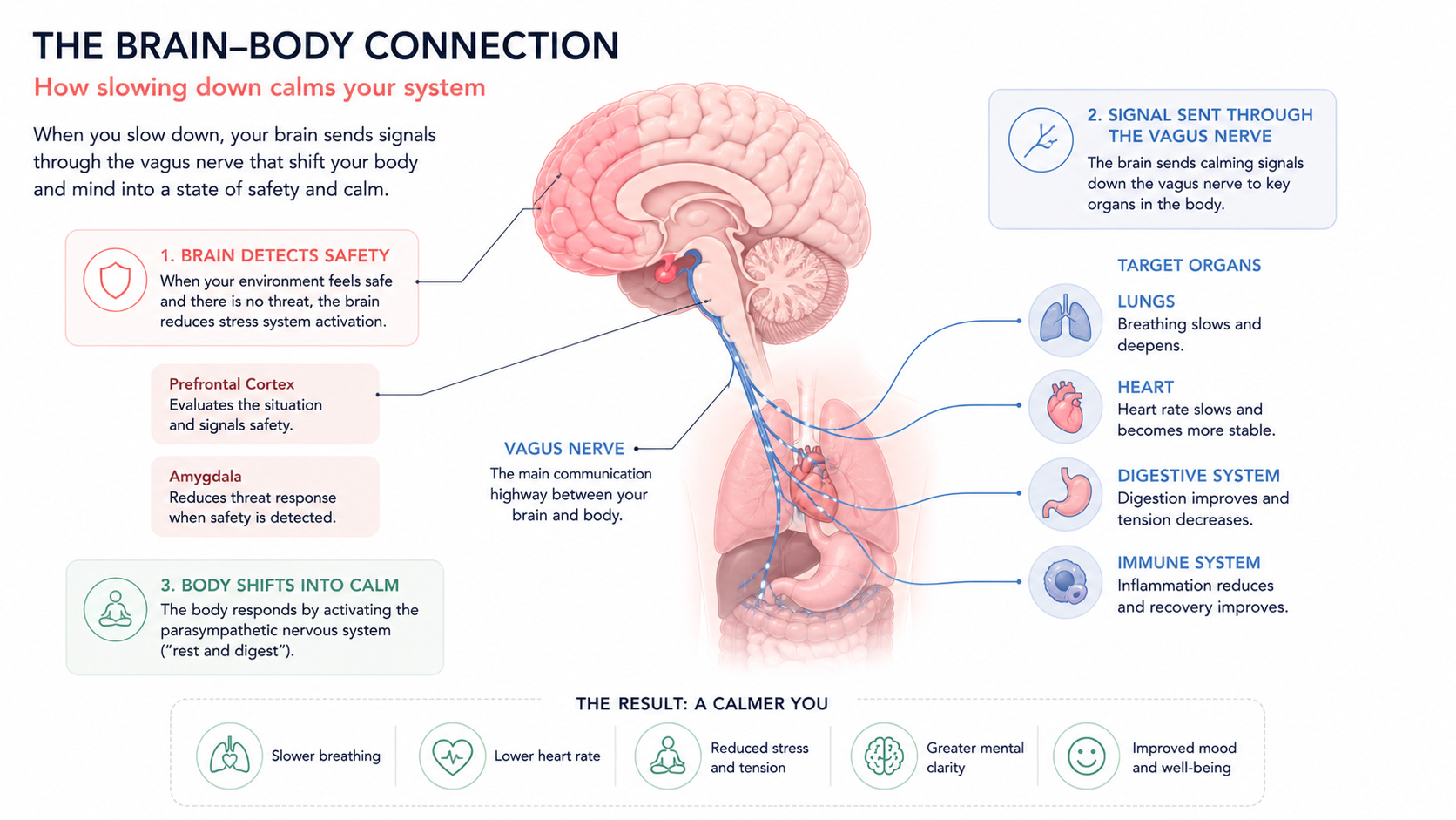 Memory Slow Down What Happens in Your Brain When You Finally Slow Down