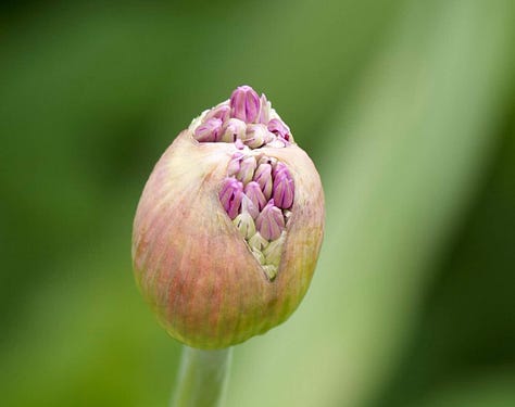 Four photos, one of pods opening and reaching toward the sun; another of a tightly closed bud of a red flower, large and bulbous; a young cardinal on a porch banister looking confused; a pink bud that is beginning to burst open.