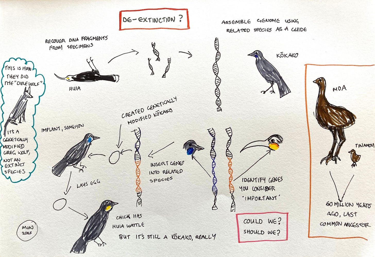 A diagram of the de-extinction process as it would apply to huia if we were to try it. A diagram of the de-extinction process as it would apply to huia if we were to try it.