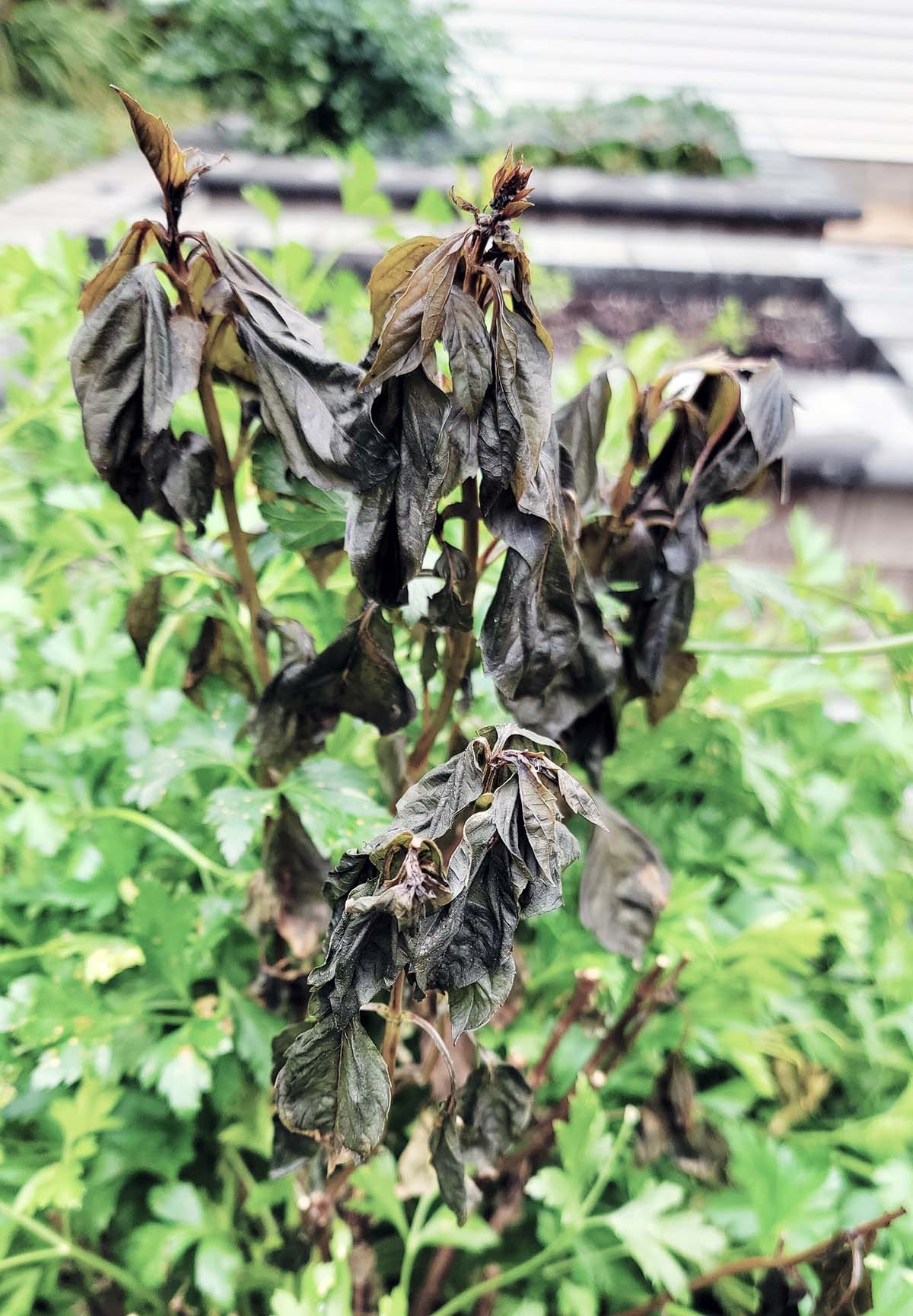Dead basil among very alive parsley. 