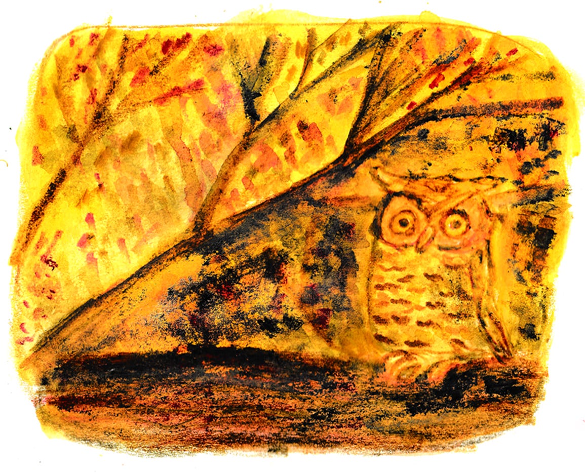 owl illustration by Beth Spencer