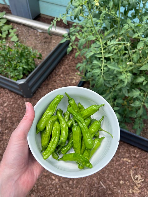 blackberries and shishito peppers