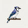 Curious Jay
