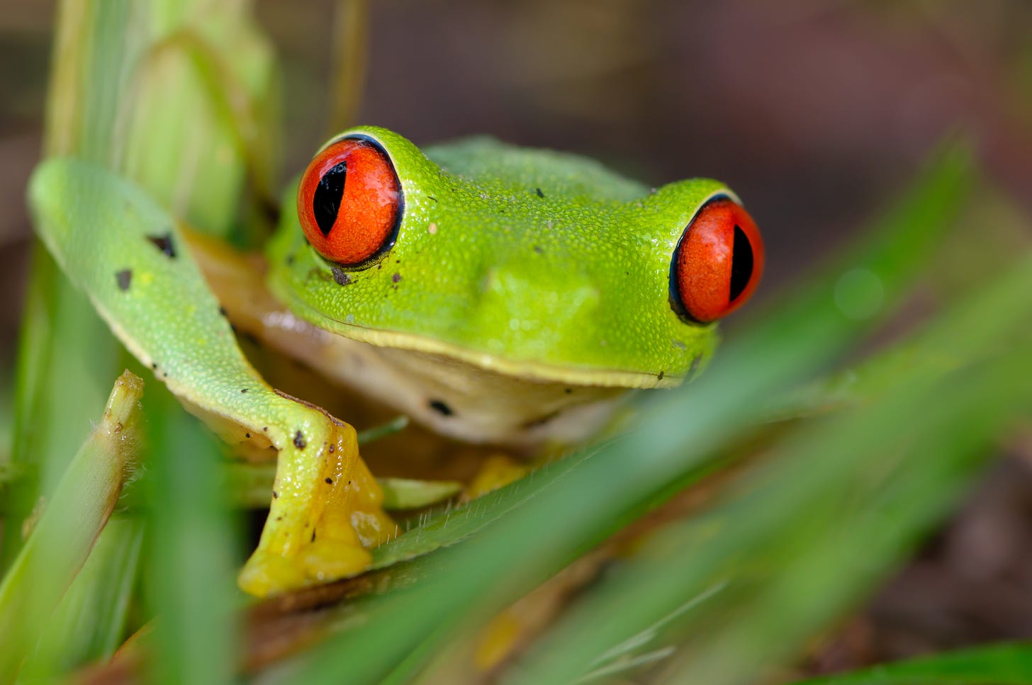 Close-up of a red-eyed green tree frog 