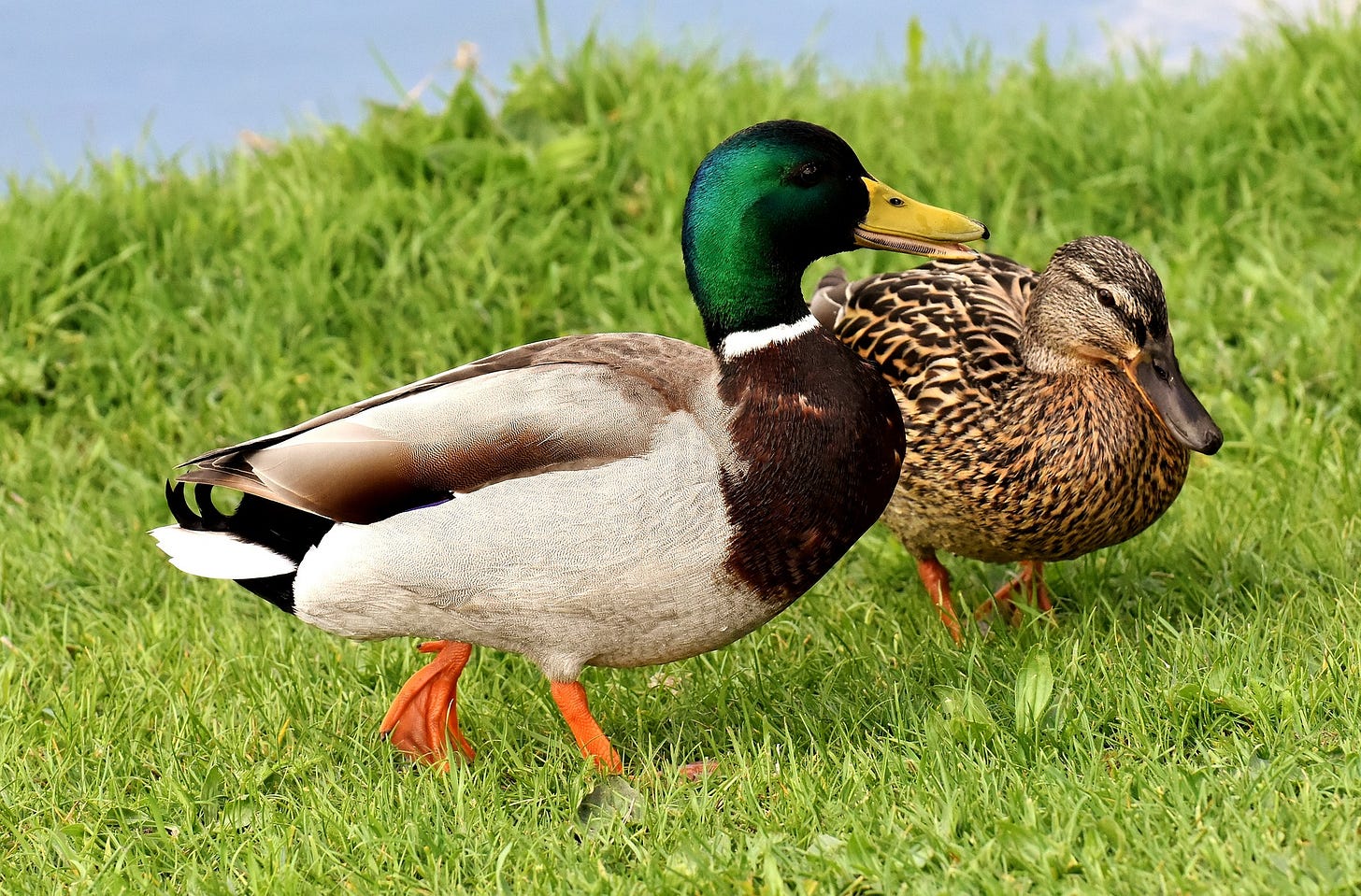 male and female mallard walking