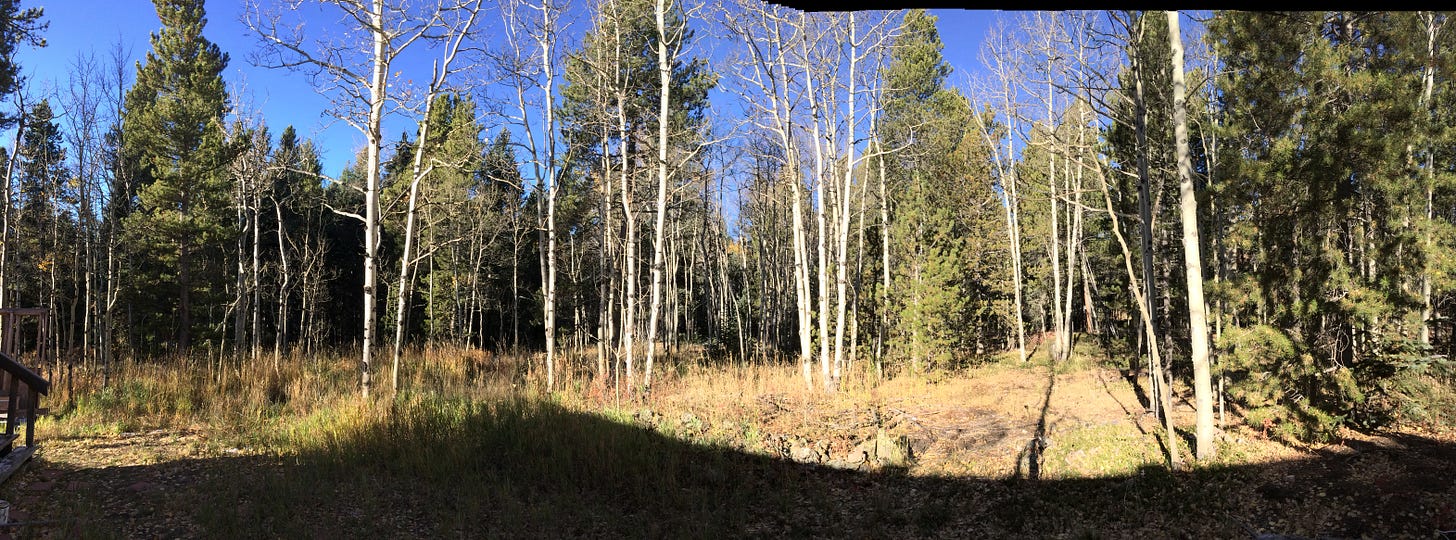 Aspen Trees