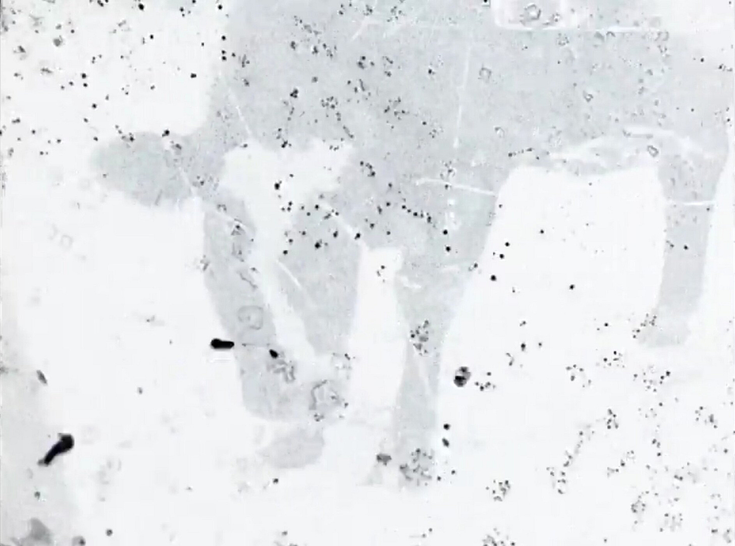 Psychic Meat (Stephen Wardell, 2020) Psychic Meat (Stephen Wardell, 2020)