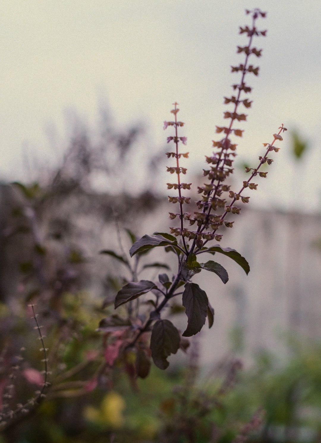 a close up of a plant with a building in the background