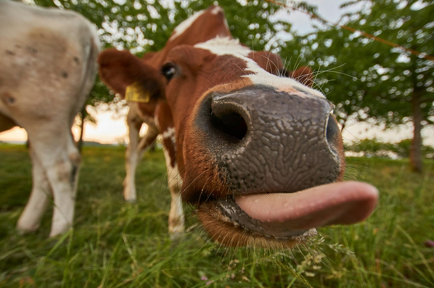 brown cattle near tree with tongue out