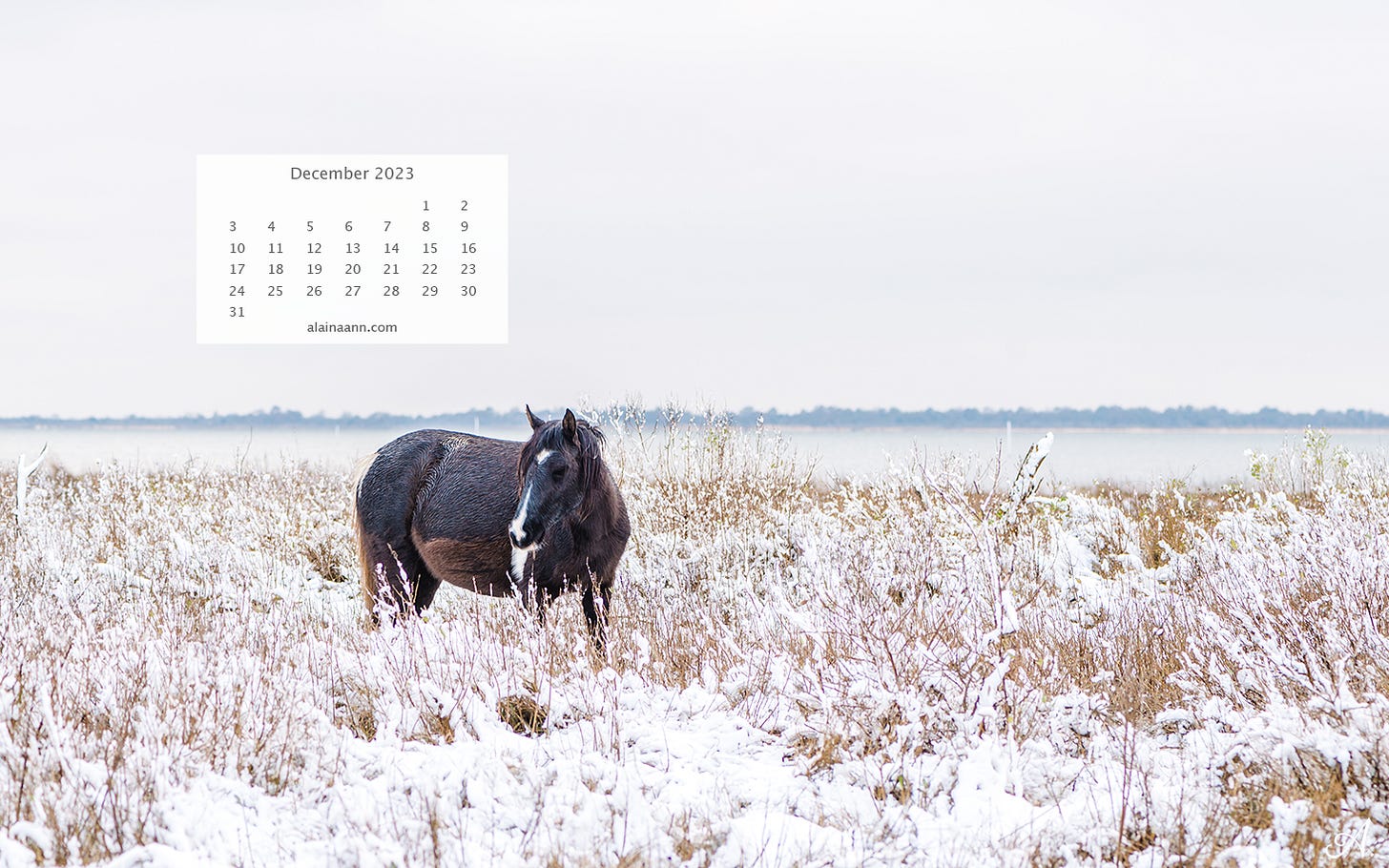 Close-up of a black and brown horse with a white nose, surrounded by tall grass covered in snow. A calendar for the month of December is in the upper left corner of the image.