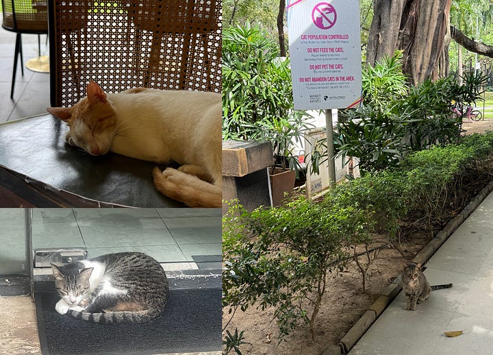 Nighttime building, daytime aerial view, chef, food. cats. sunset jeepney, Ayala Triangle Park