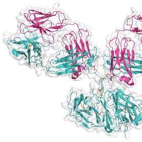 Antibodies — Structure Meets Stardom