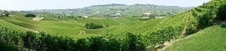 Barolo Vineyards Barolo Vineyards