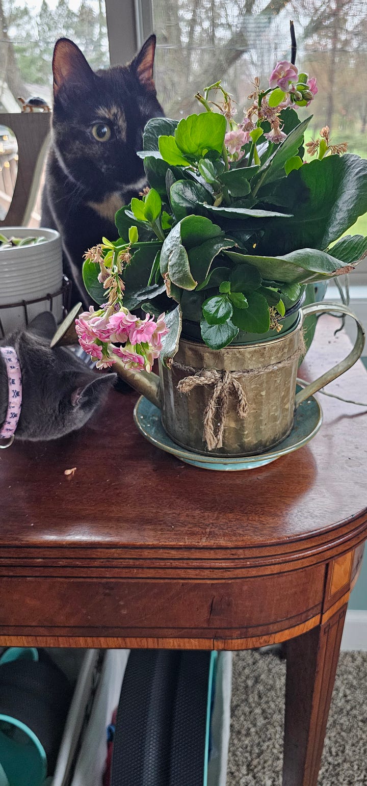 Potted flowers and red Amaryllis flowers