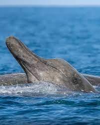 Rare sighting of Baird's beaked whales in Southern California! 📷:  @seataceans Beaked whales are one of the least known groups of mammals due  to their deep-sea habitat. Baird's beaked whales commonly dive