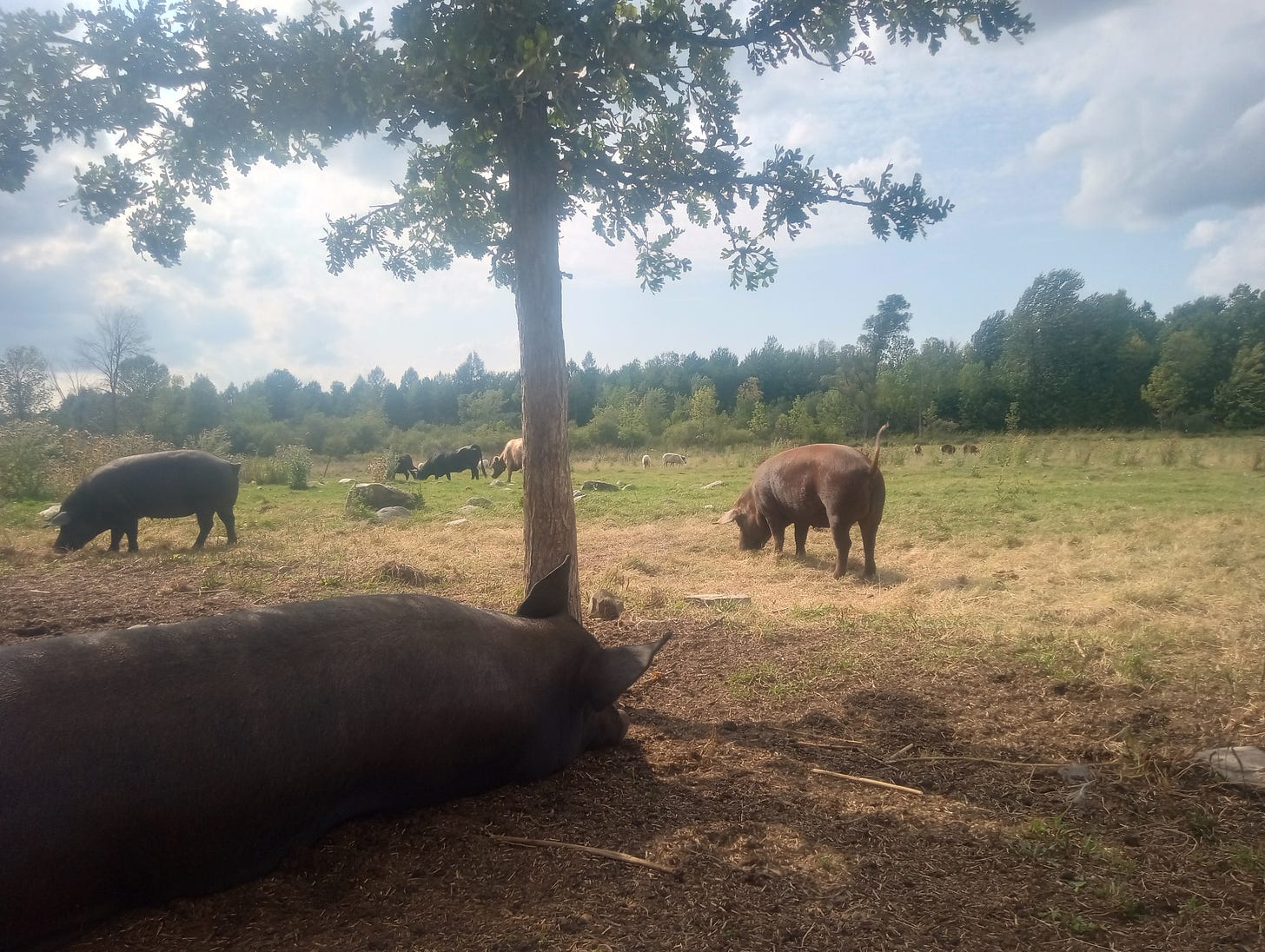 A large black pig lies underneath a young oak as her sisters, three cows and seventeen sheep graze in the same shared pasture. 